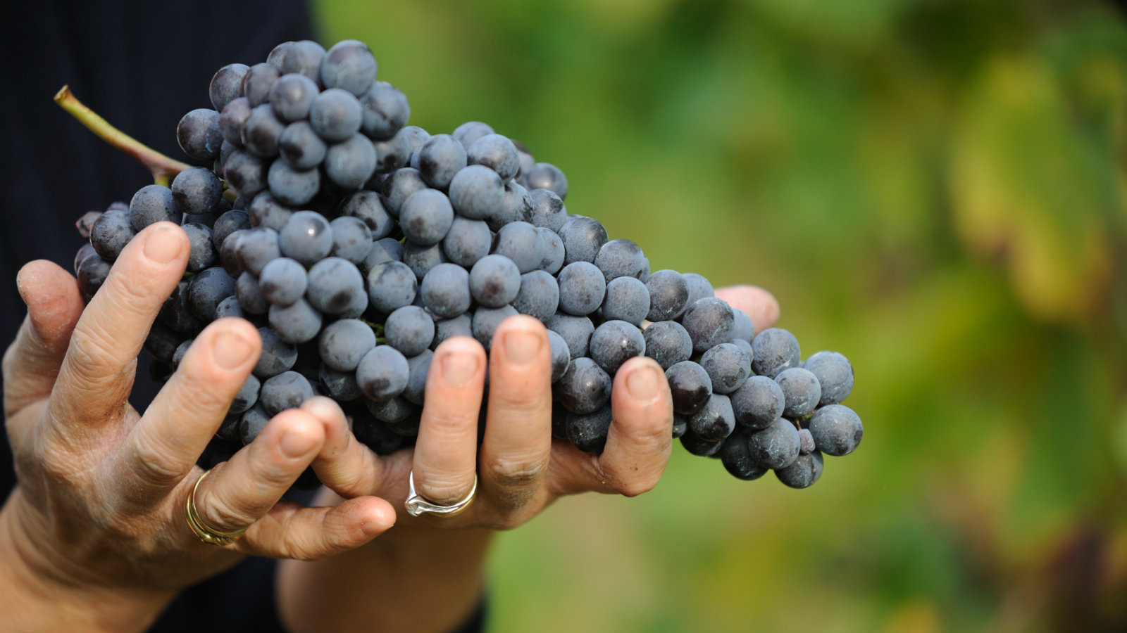 Черный виноград польза и вред для организма. Nebbiolo сорт винограда. Сорт Неббиоло. Виноград Неббиоло. Мудрец. Неббиоло..