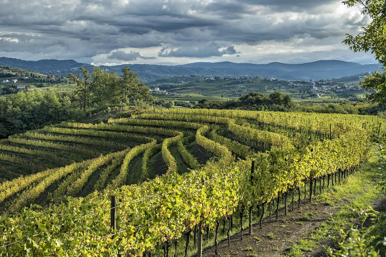 Friuli | The Grand Wine Tour