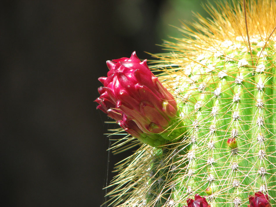 Hanbury Gardens, Cactus 