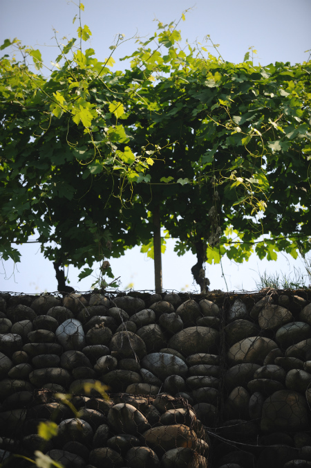 Travaglini vineyards