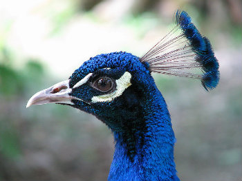 Peacock at Villa Widmann