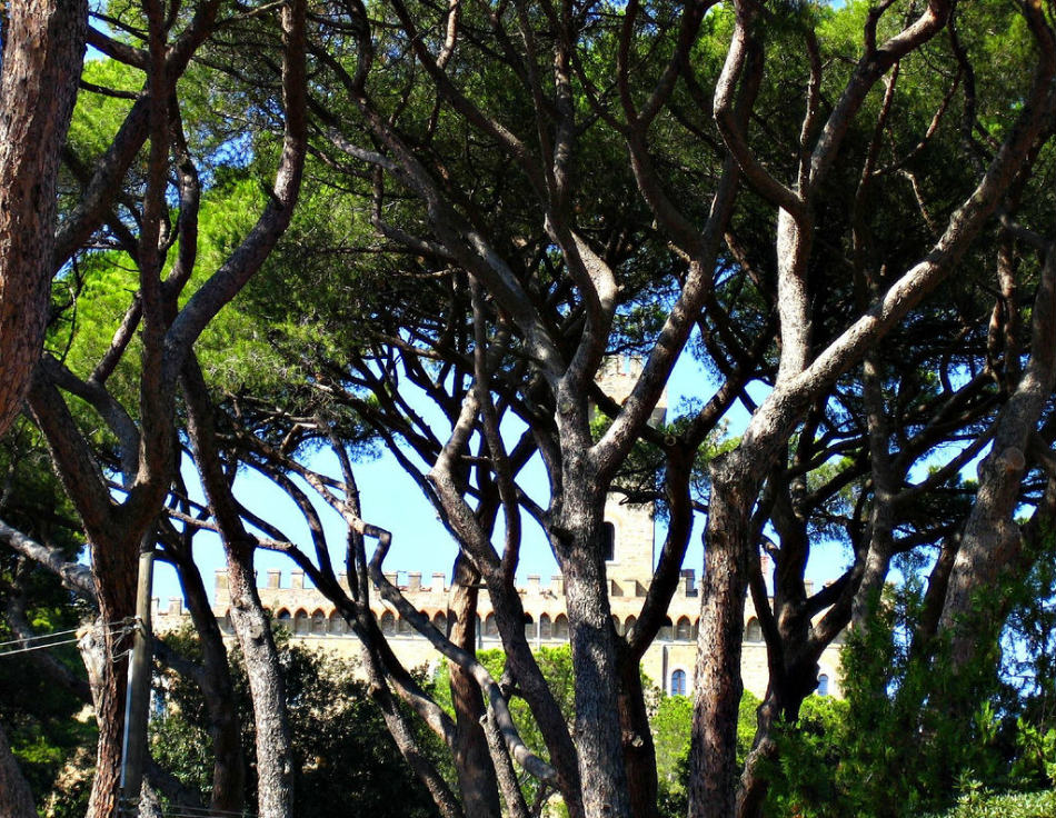 Pinewood Marradi with Castello Pasquini behind it 