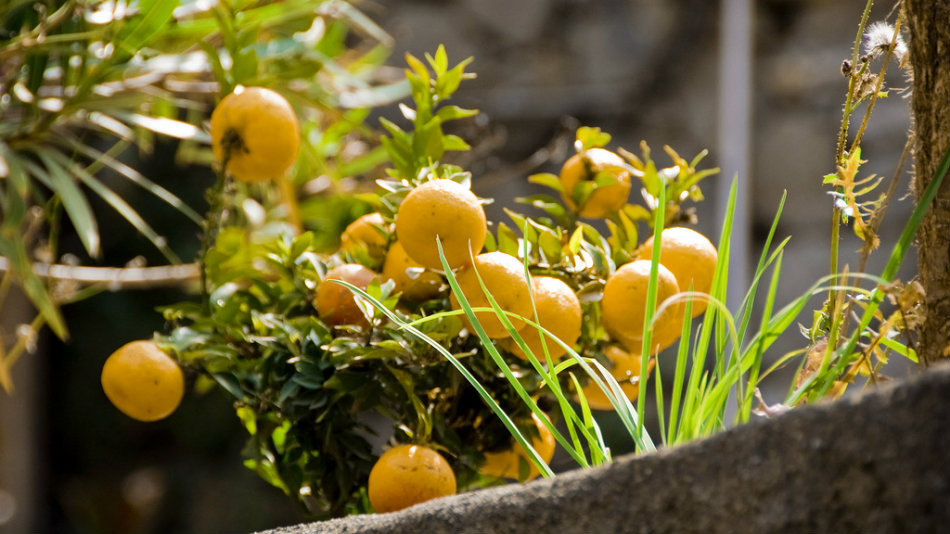 Lemons for making Limoncino in the Cinque Terre - by Tavallai