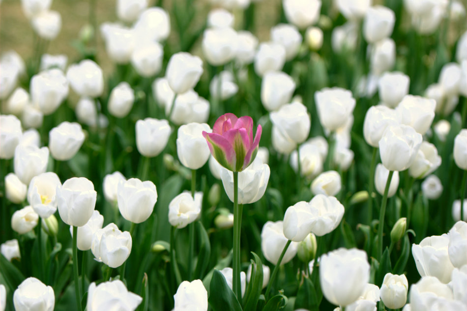 Tulips at Sigurtà Garden Park - by Niccolò Caranti