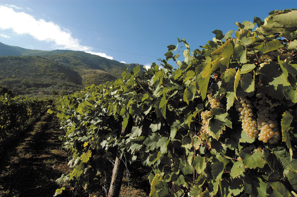 Vineyards of Campania - © Feudi di San Gregorio