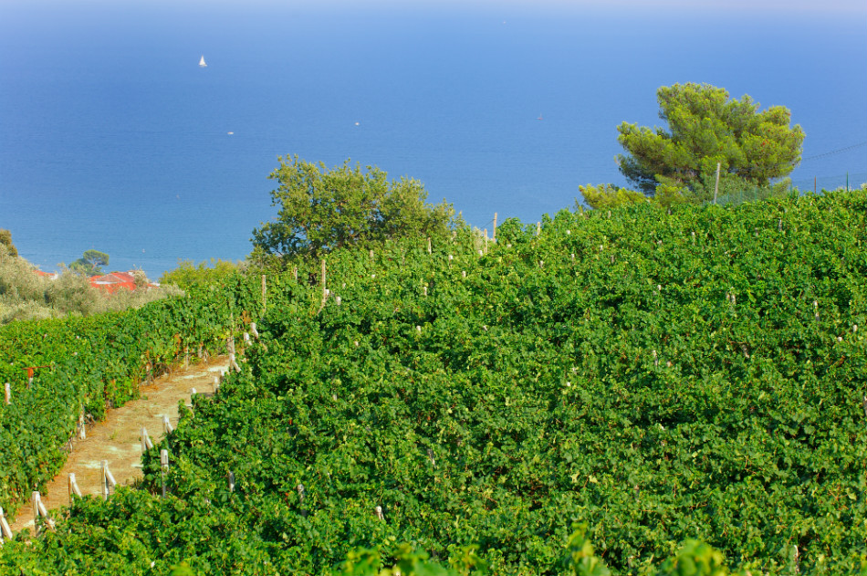Poggio dei Gorleri's vineyards in Diano Marina - © Poggio dei Gorleri