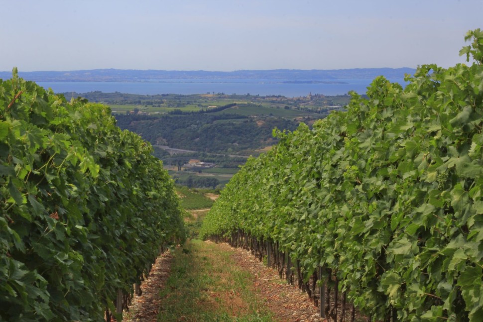 Rows of vineyards overlooking Lake Garda