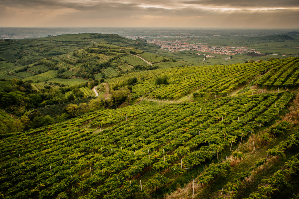 vineyards in Soave a veneto wine region