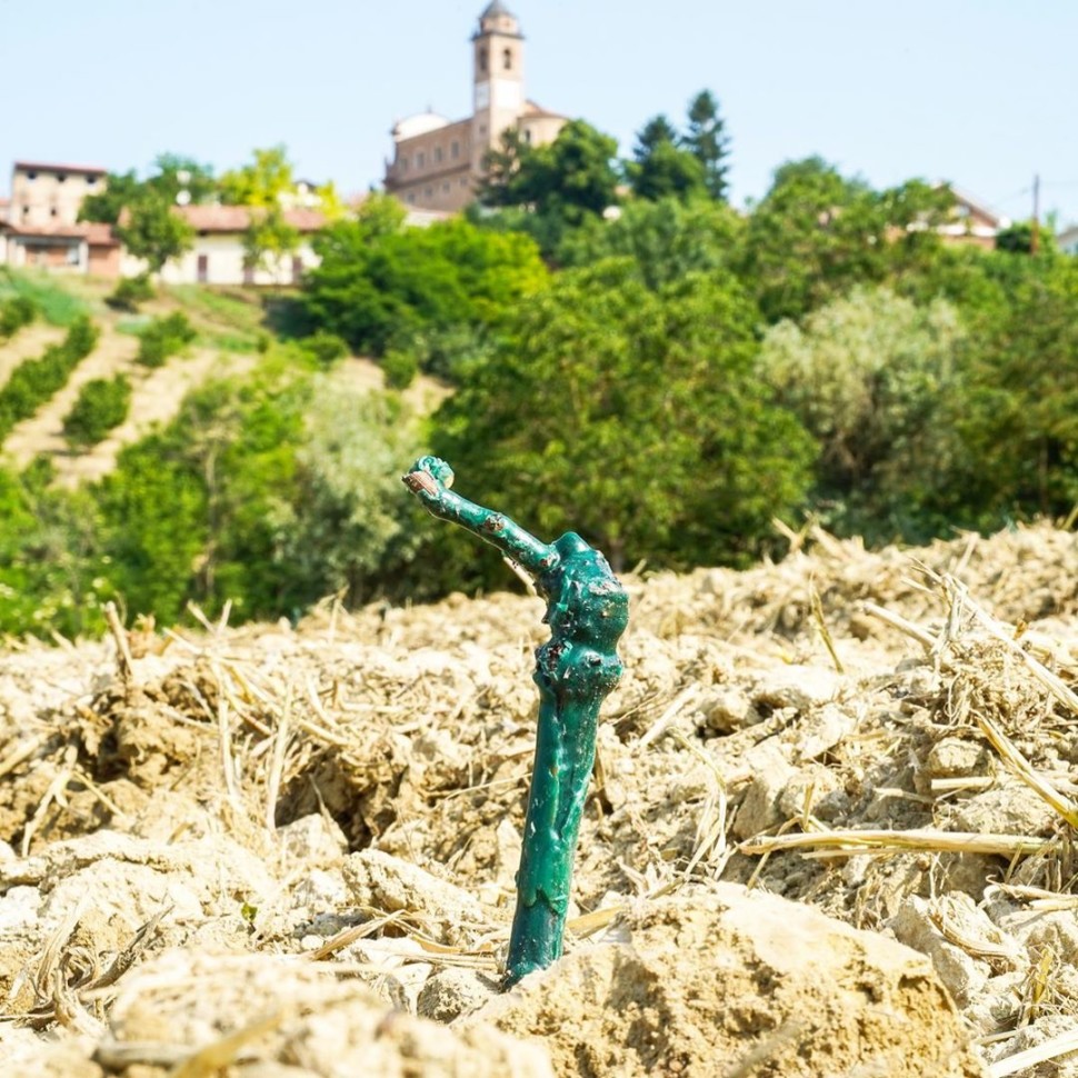 A new vine planted in the vineyards of Coppo